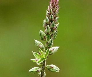 Lathzira Tree Environmental Benefits