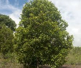 Laung Tree Cloves - Aromatic Buds