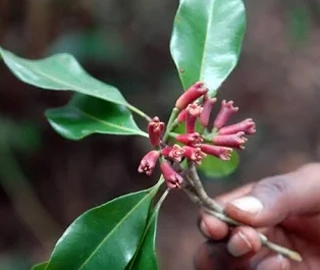 Laung Tree Environmental Benefits