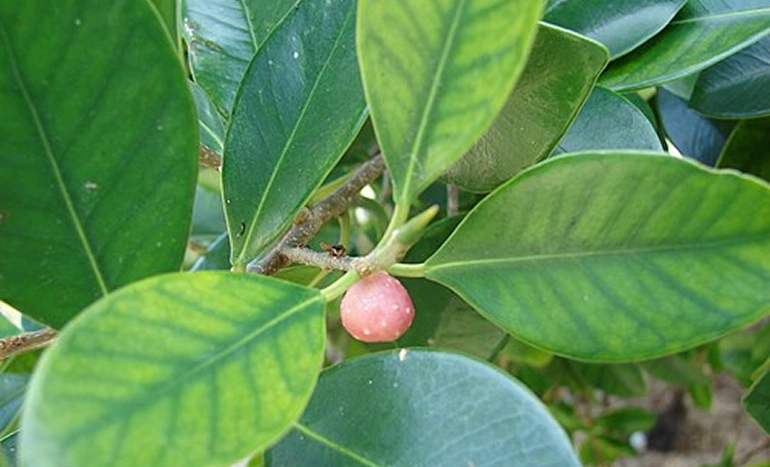 Laurel Fig Tree - Stunning Beauty