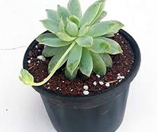 Laxmi Kamal Tree - Rosette-Shaped Succulent