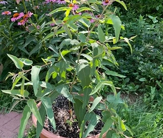 Lemon Eucalyptus Tree - Environmental Benefits