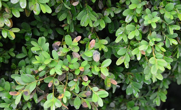 Littleleaf Boxwood Tree - Evergreen Elegance
