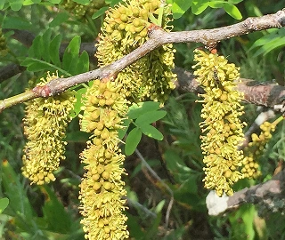 Locust Tree - Broad Canopy