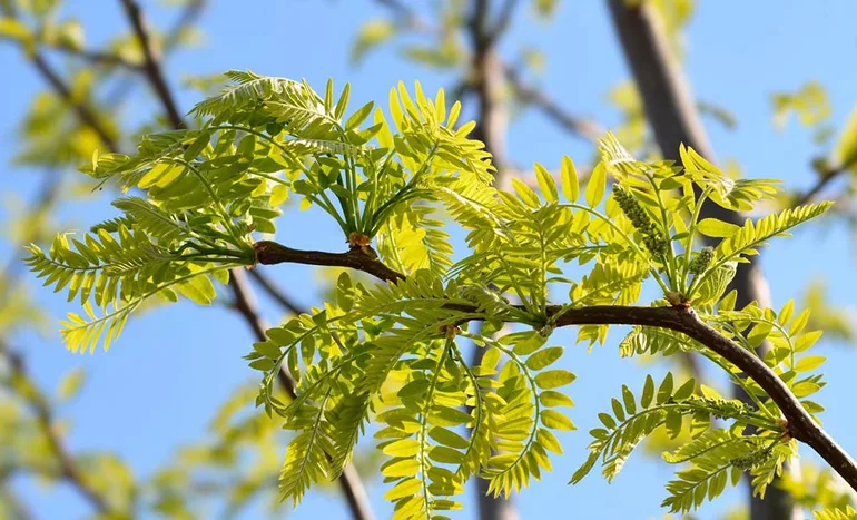 Locust Tree - Versatile Beauty
