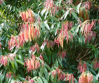Nagkesara Tree - Fragrant Flowers