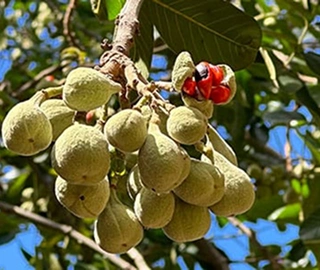 Natal Mahogany Tree - Round Fruits
