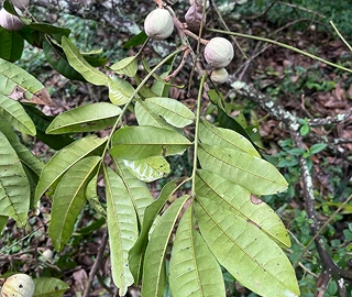 Natal Mahogany Tree - Evergreen Foliage