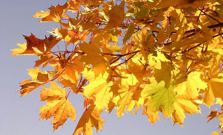 Norway Maple Tree - Stunning Foliage
