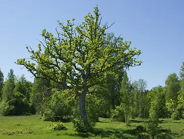 Sustainable Gardening Practices embracing methods blog