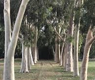Lemon-Scented Gum Tree - Aromatic Leaves