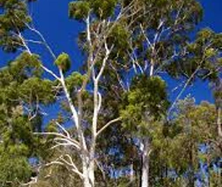 Lemon-Scented Gum Tree - Environmental Benefits