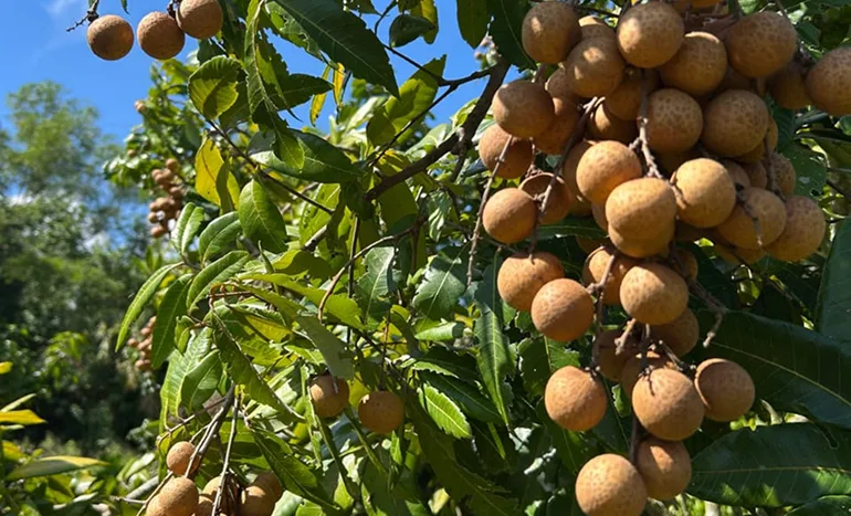 Longan Tree - Tropical Delight