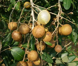 Longan Tree - Dragon Eye Fruit