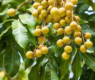 Longan Tree - Glossy Foliage