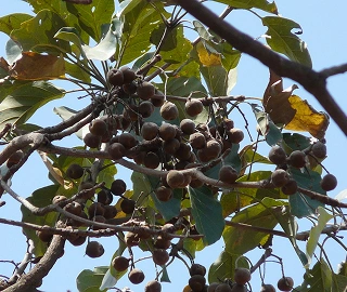 Aadusa Tree Plantation