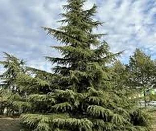 Deodar Tree Timber Uses