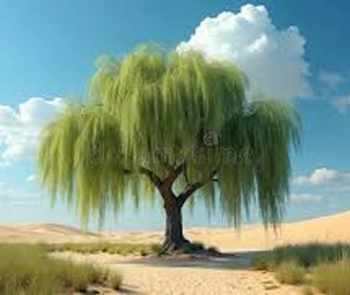 Desert Willow Tree Environmental Benefits