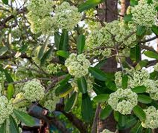 Dita Tree Environmental Benefits