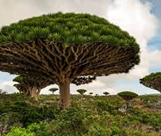 Dragon Tree - Unique Canopy