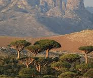 Dragon Tree Resin Benefits