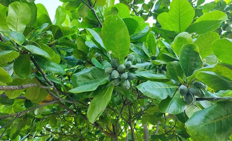 Aadusa Tree - Medicinal Plant