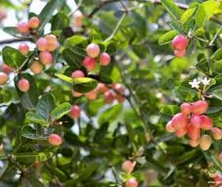 Indian Cork Fig Fruits