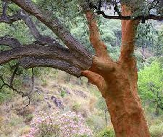 Indian Cork Fig Fruits