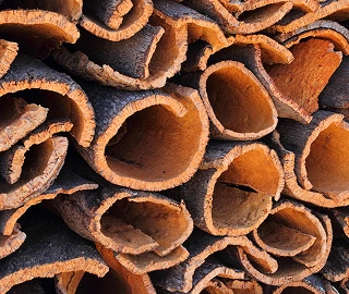 Indian Cork Fig Tree