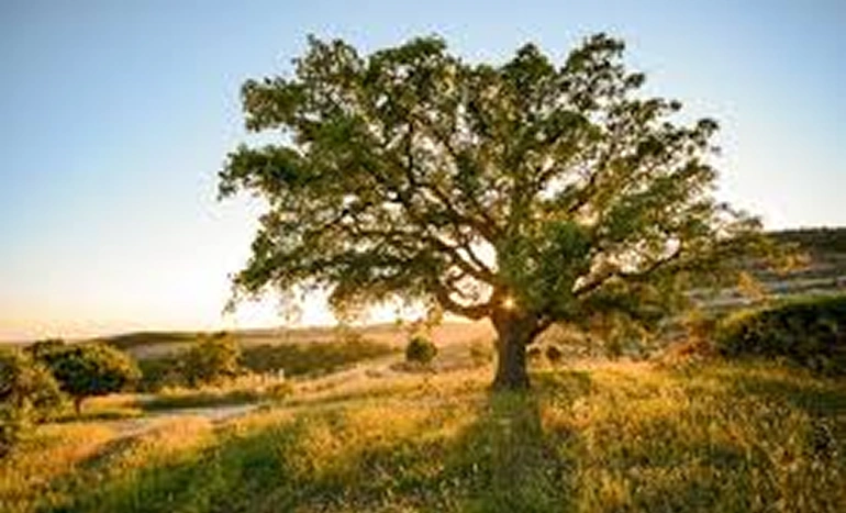 Indian Cork Oak Tree