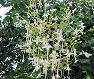 Indian Cork Fig Tree