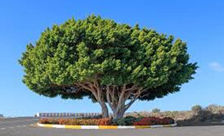 Indian Laurel Tree