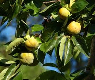 Indian Cork Fig Tree