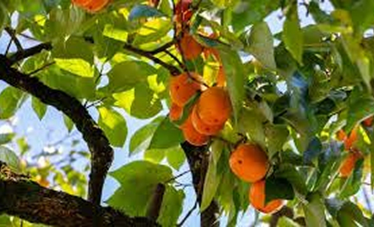 Indian Persimmon Tree