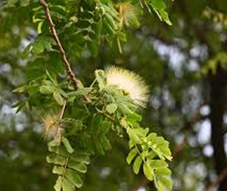 Indian Cork Fig Tree