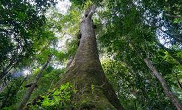 Indian Rosewood Tree