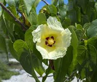 Indian Cork Fig Fruits