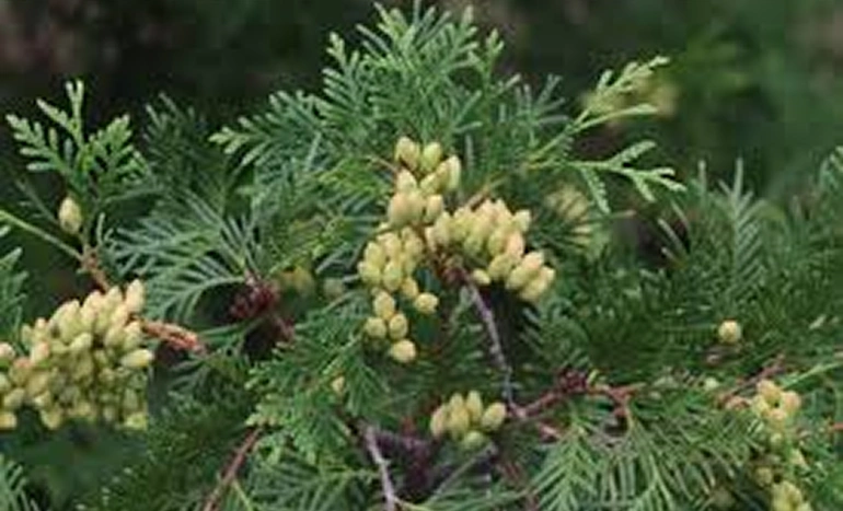 Indian White Cedar Tree