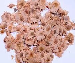 Indian Cork Fig Fruits