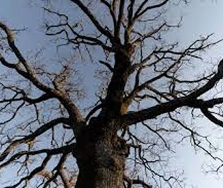 Indian Cork Fig Fruits