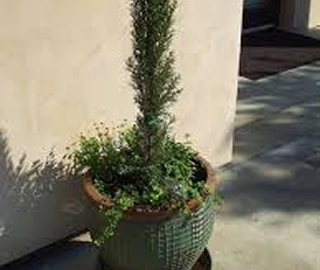 Indian Cork Fig Tree