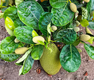 Indian Cork Fig Fruits