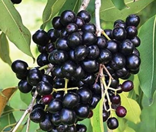 Indian Cork Fig Tree