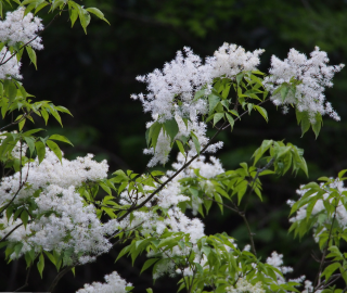 Indian Cork Fig Fruits
