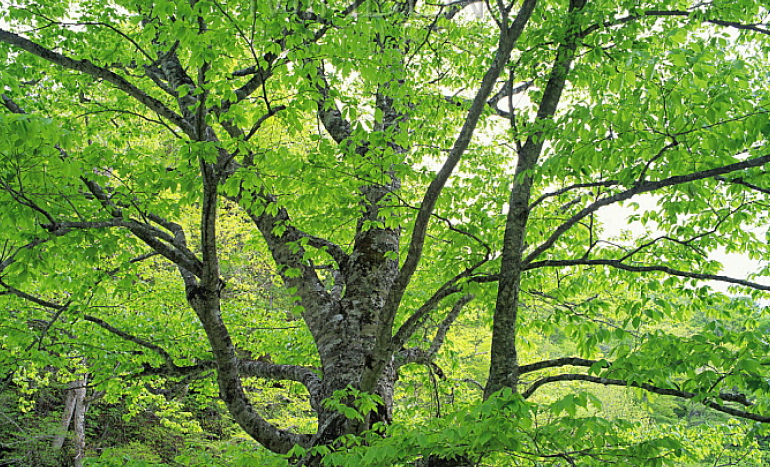 Japanese Beech Tree