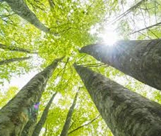 Indian Cork Fig Fruits