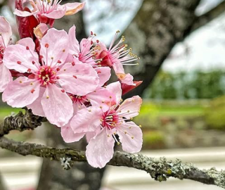 Indian Cork Fig Tree
