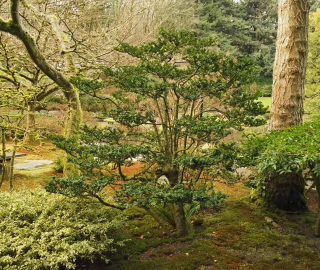 Indian Cork Fig Fruits