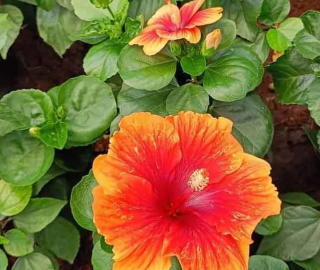 Indian Cork Fig Tree