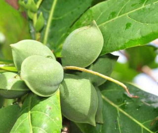 Indian Cork Fig Tree